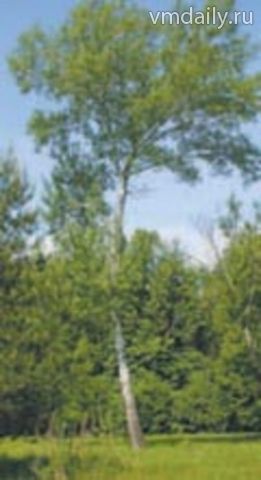 Чем полезен тополь?