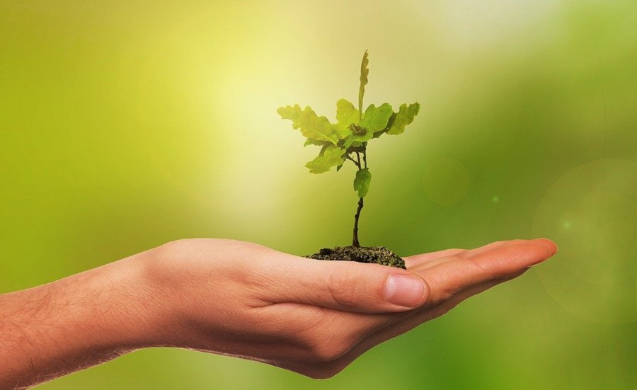 Акция «Лес Победы» стартовала в Московской области