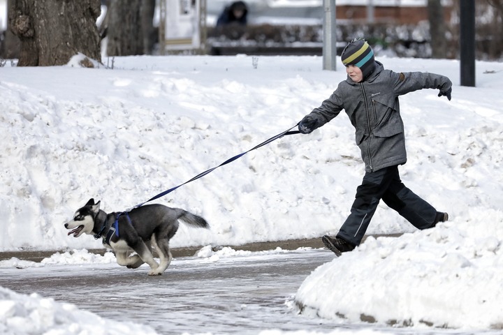 Обувь, мыло и жирный крем: как спасти собаку от реагентов