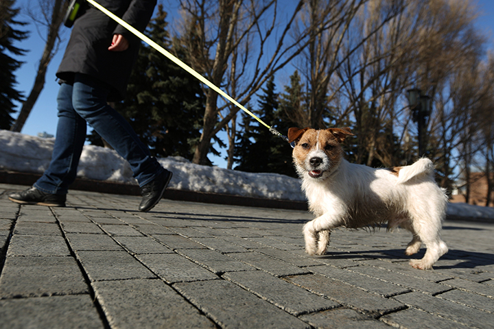Кинолог назвал главные обязанности ответственного собаковода