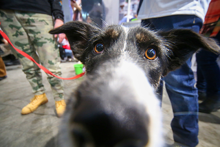 Названы лучшие районы Москвы для жизни с собакой