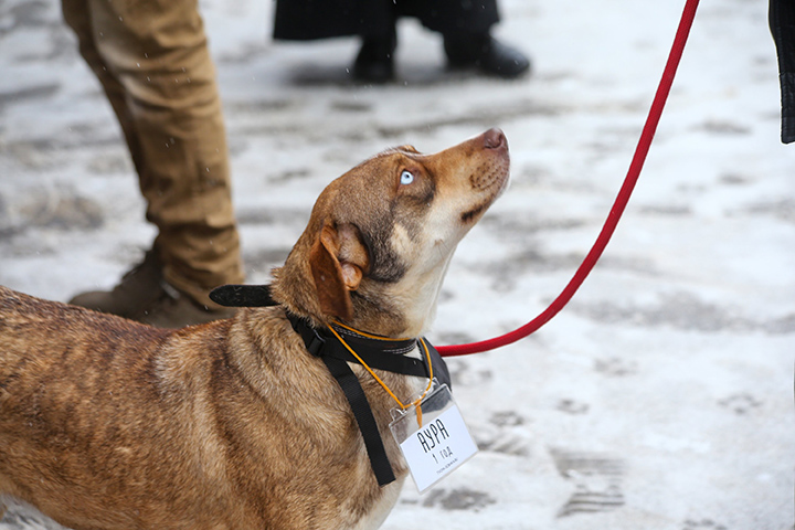 Кинолог рассказал, почему не стоит заводить маленькую собаку для ребенка