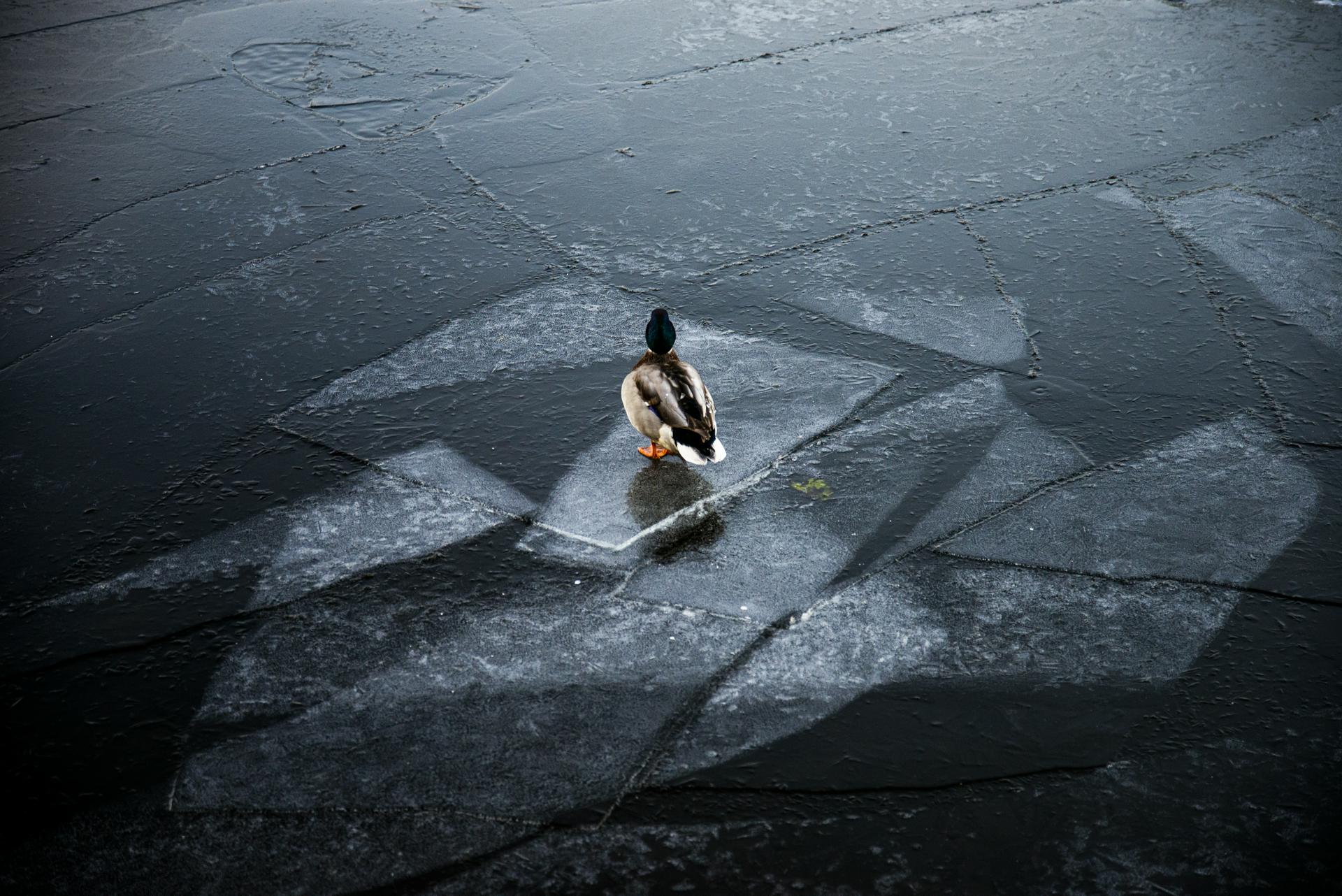 «Желтый» уровень погодной опасности продлили в Москве из-за снега и гололедицы