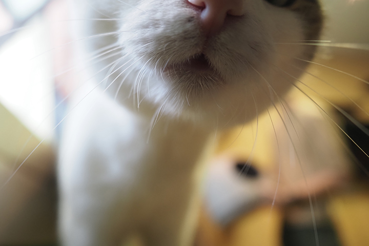 Видео «плачущей» кошки после ухода хозяйки набрало три миллиона просмотров