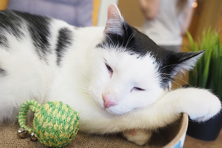 Зоопсихолог рассказала, как кошки влияют на здоровье человека