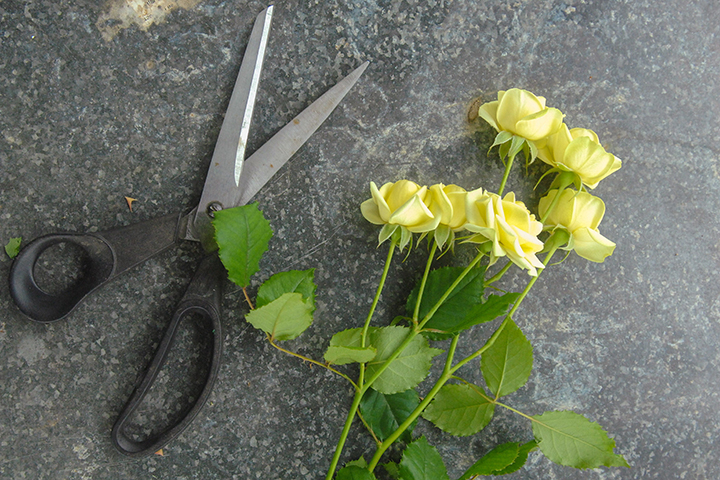 Специалисты Роспотребнадзора дали советы по выбору свежих цветов