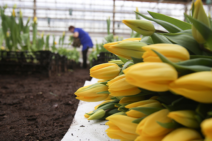 Более 100 миллионов цветов оформила Московская областная таможня с февраля