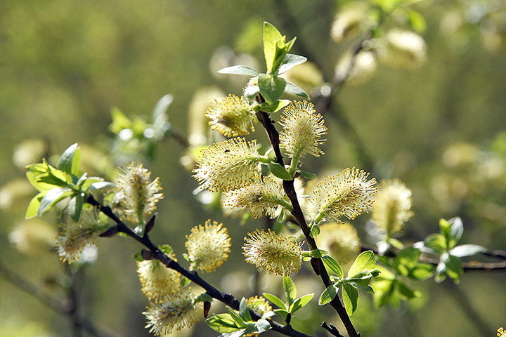 Синоптик пообещал москвичам «бурный расцвет природы» в середине апреля