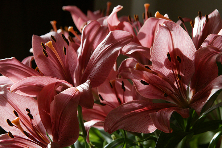 Флористы назвали цветы, которые простоят в букете дольше всего 