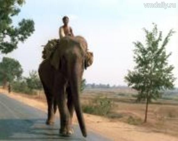 Лесной слон саванновому не товарищ