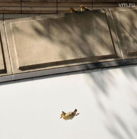 Этот снимок первого полета утят корреспондент «Вечерки» сделал в прошлом году возле своего дома