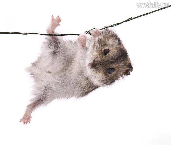  Хомяк обыкновенный, существо простое и загадочное одновременно. Любит есть и общаться.