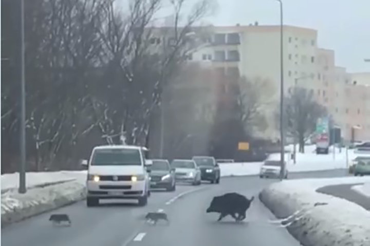 Кабаны в городе: почему дикие животные бегут из леса