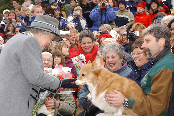 Елизавете II подарили щенков корги в качестве поддержки на фоне пребывания ее мужа в больнице