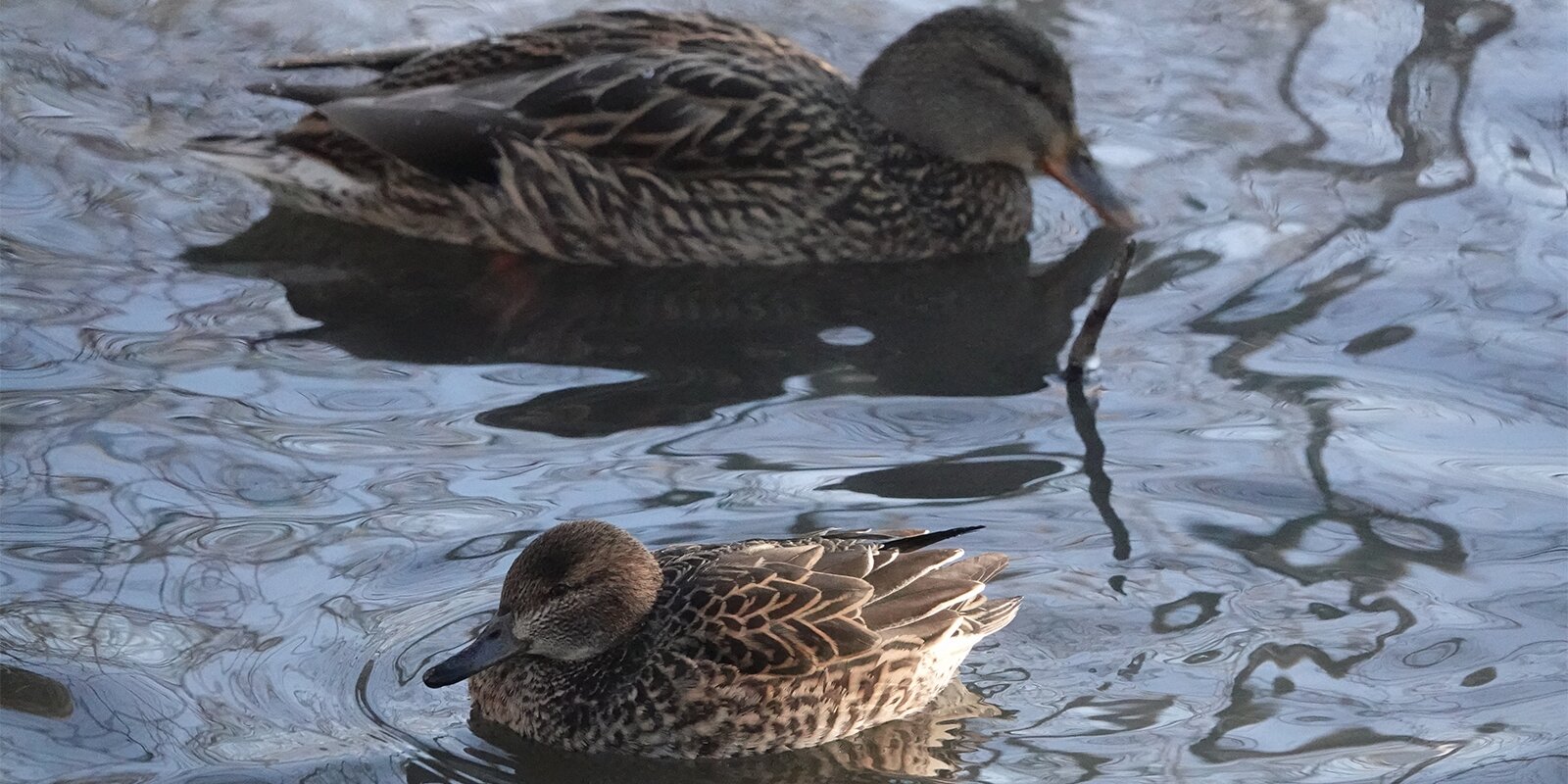 Самую маленькую утку Москвы заметили в парке «Кузьминки-Люблино»