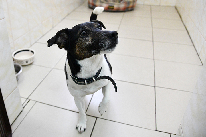 Кинолог Голубев рассказал, как выбрать зоогостиницу для собаки 