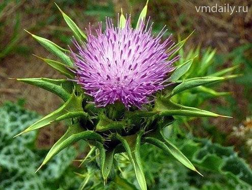 Не просто трава, а настоящая красавица!