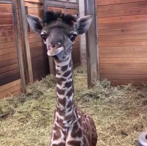Интернет-пользователям понравился жираф из Канзаса