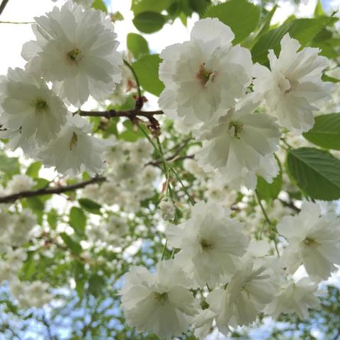 Цветение поздней махровой сакуры в "Аптекарском огороде".