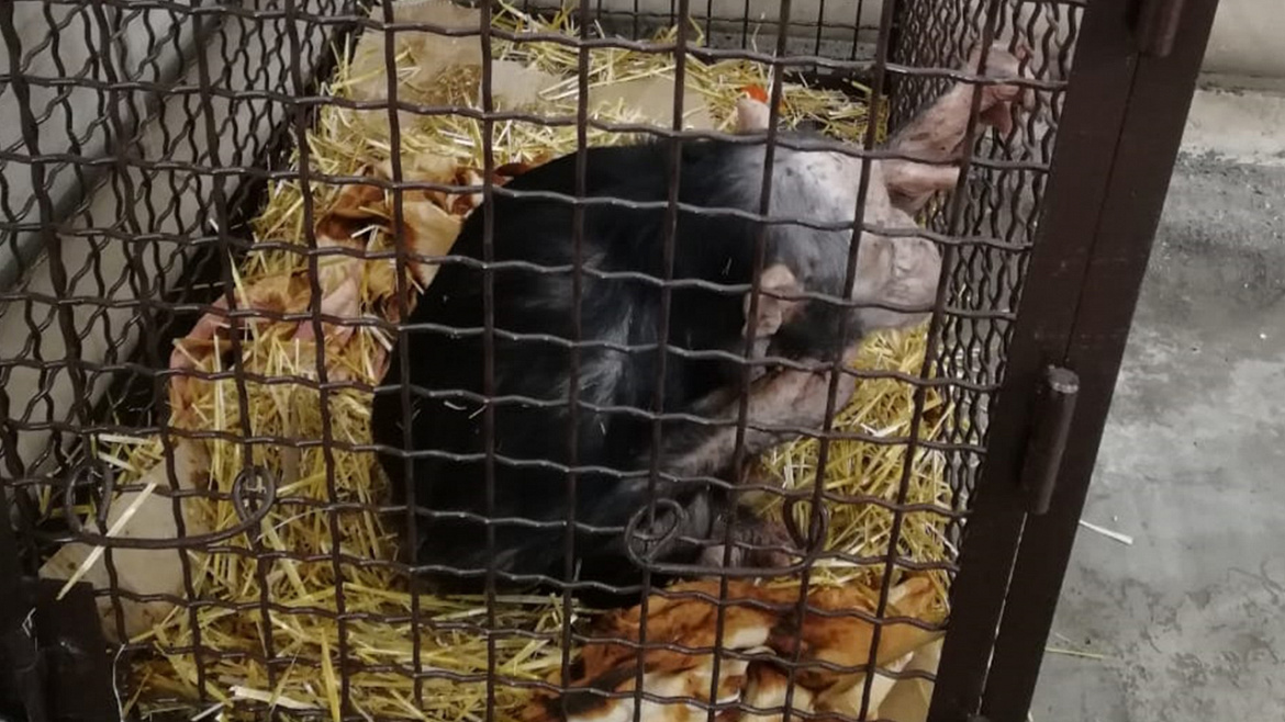 Полицейские под Волгоградом согрели замерзающих шимпанзе