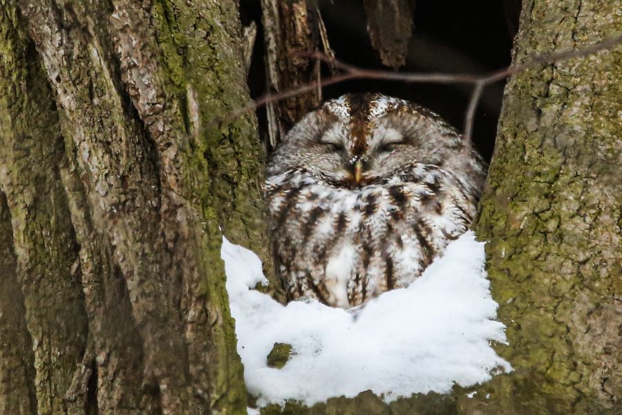 Серая неясыть в Терлецком парке чувствует себя вполне комфортно. А вот увидеть ее может только очень внимательный наблюдатель