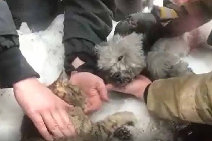 Видео спасения кота и собаки после пожара в Подмосковье появилось в Сети