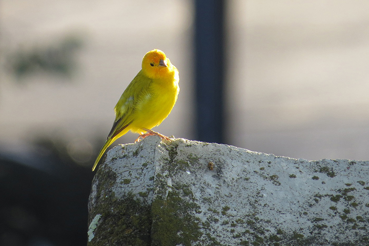 Подмосковные спасатели освободили канарейку, застрявшую между рамами в окне