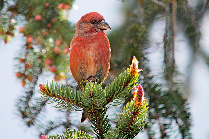 Краснокнижного клеста-еловика обнаружили в Серебряном Бору