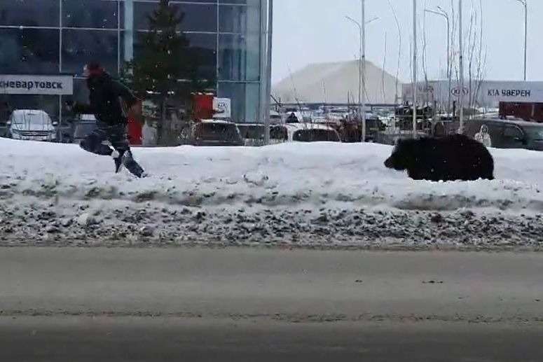 Медведь погнался за мужчиной на улице в Нижневартовске