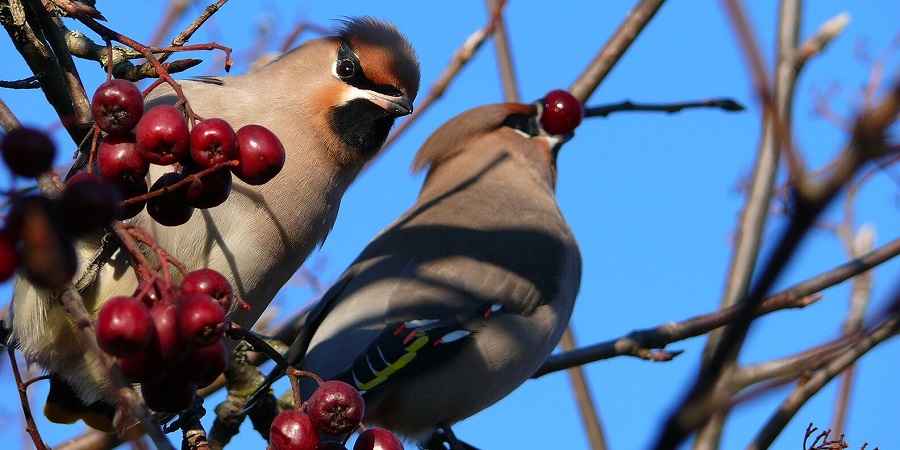 Незаконный бизнес: почему контрабанда редких птиц заняла лидирующее место в криминале