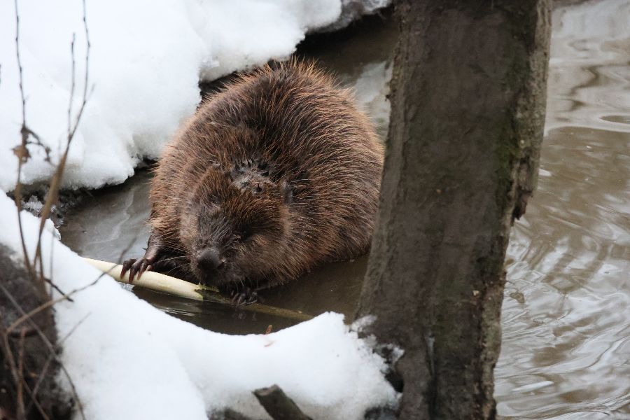 Бобер, поселившийся в Ботаническом саду, продолжает грызть ветку, не обращая внимания на направленный на него объектив фотоаппарата