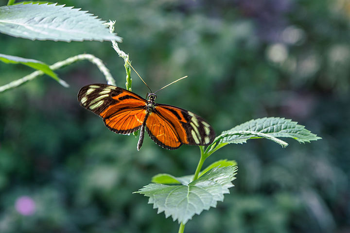 Божьи коровки и бабочки проснулись в парках Москвы