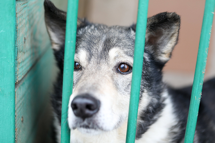 Новый приют для бездомных животных начали проектировать в Бирюлеве Западном