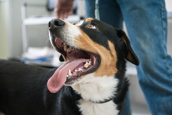 Кинологи предупредили, что прививать от COVID-19 можно только полностью здоровых собак