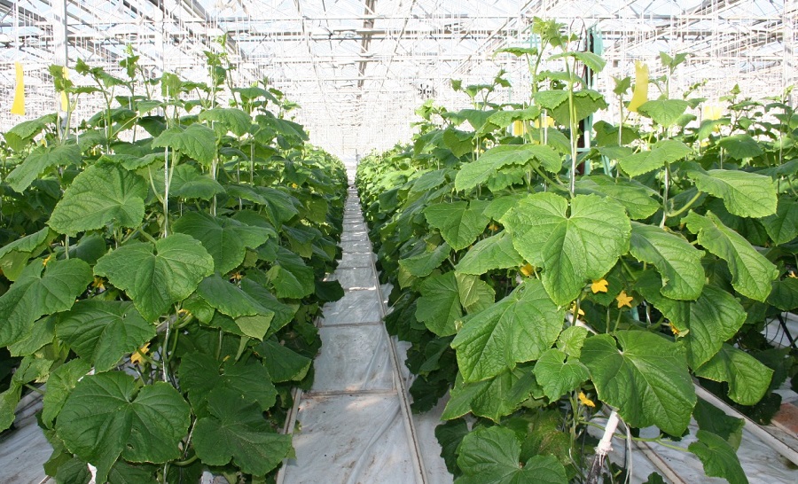 Более 100 тысяч тонн овощей собрали в зимних подмосковных теплицах