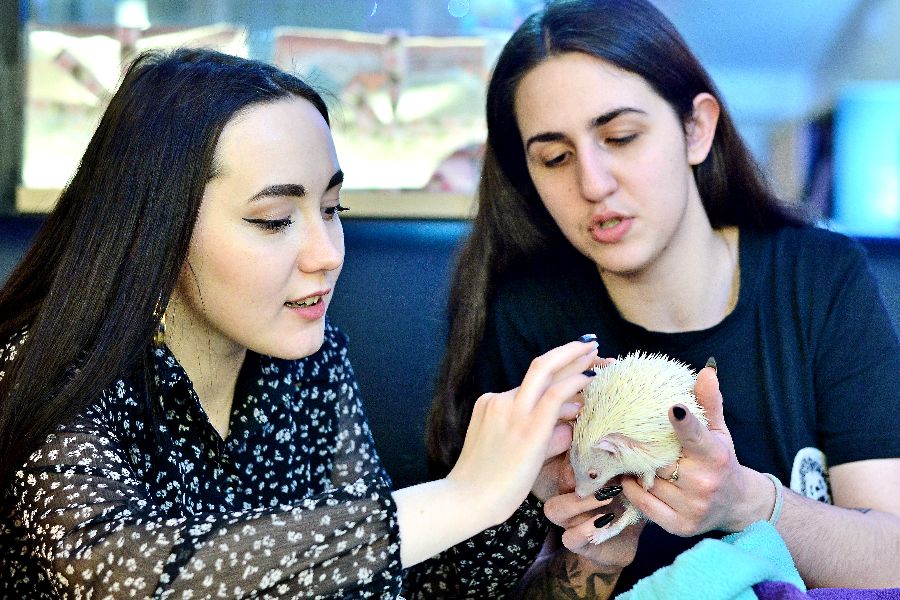 Корреспондент «ВМ» Вероника Ушакова (слева) втирает мазь в ушки африканской карликовой ежихи Луны, чтобы они не затвердели от мороза. Держать недовольное животное помогает сотрудница антикафе Наталия Бодрягина