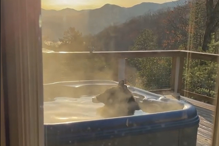 Медведь забрался в частный дом в США и решил искупаться в джакузи