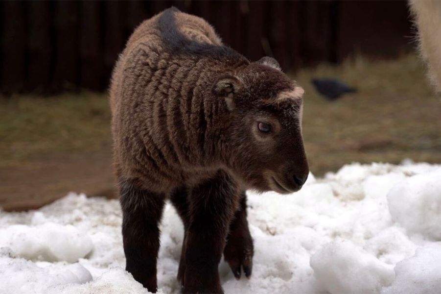 Детеныш редкого сычуаньского такина появился на свет в Московском зоопарке