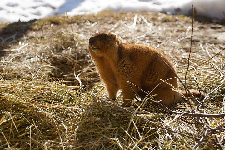 Сурки первыми вышли из зимней спячки в Московском зоопарке