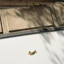 Утята учатся летать