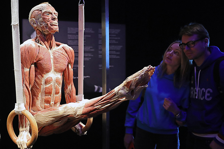 Как стать экспонатом выставки трупов Body World