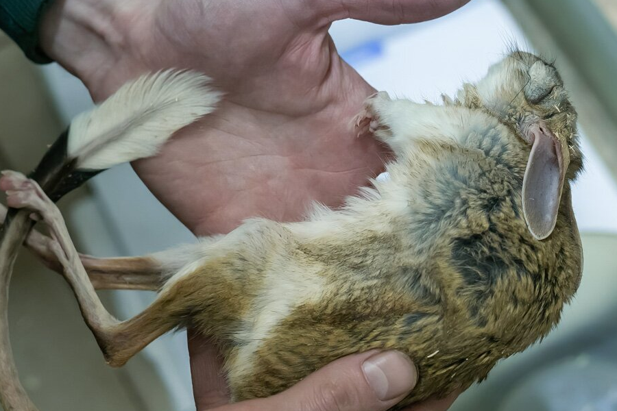 Тушканчиков в Московском зоопарке вынули из холодильников после спячки