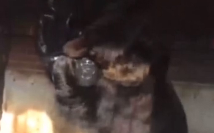 Росприроднадзор заберет диких животных из дома мытищинского стрелка