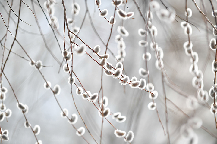 Народный календарь. Что можно и что нельзя делать в Вербное воскресенье, 25 апреля
