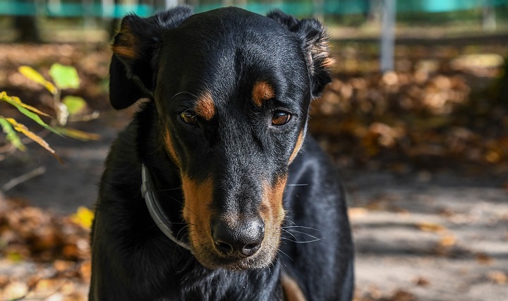 Кинологи объяснили, почему опасно оставлять собак около магазина