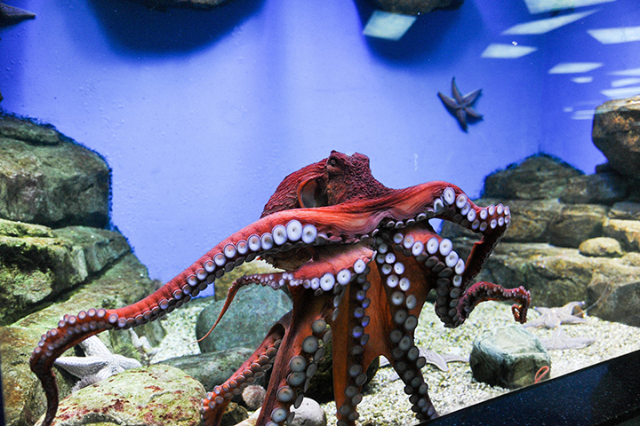 «Москвариум» покажет ночное свечение кораллов