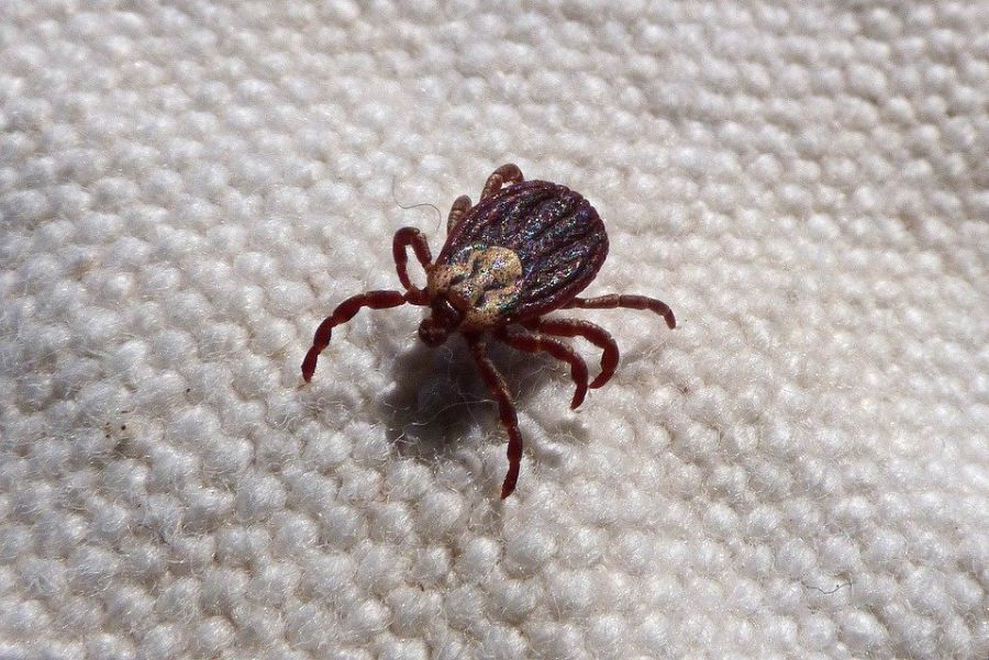 Что делать, если укусил клещ