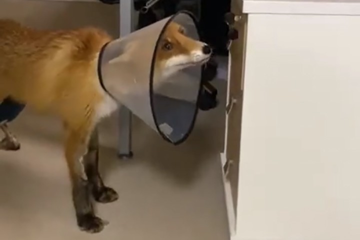 Сбежавший из подмосковной ветклиники лис Элвин объявлен в розыск