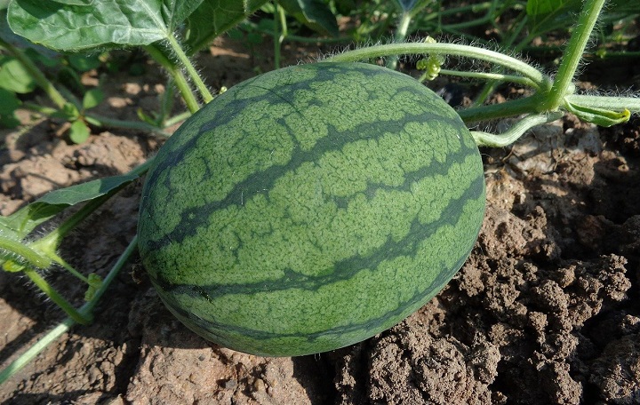 Агроном рассказал, что скоро в средней полосе России будут расти арбузы