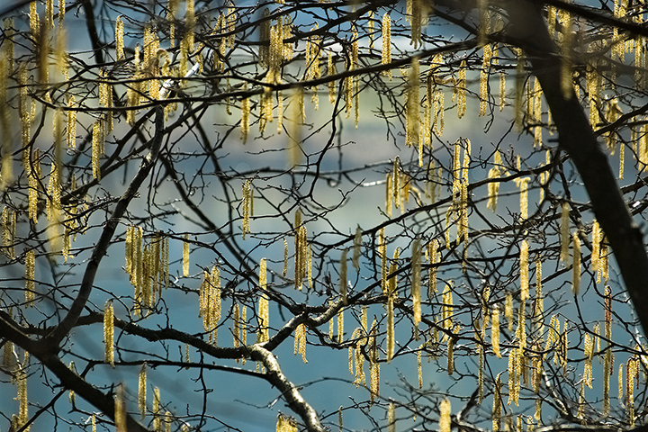 Лесной орех зацвел в Москве